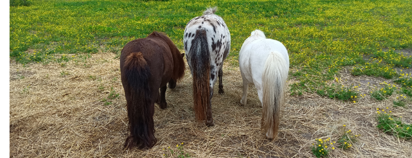 Davy's TherAppy Farm, Inc.