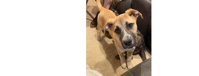 Do Over Dogs A Second Chance At Life