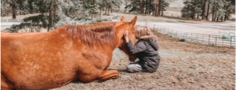 Wild Hearts Thoroughbred Adoption Society
