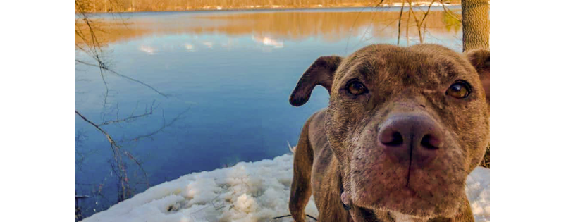 Southern Paws Inc