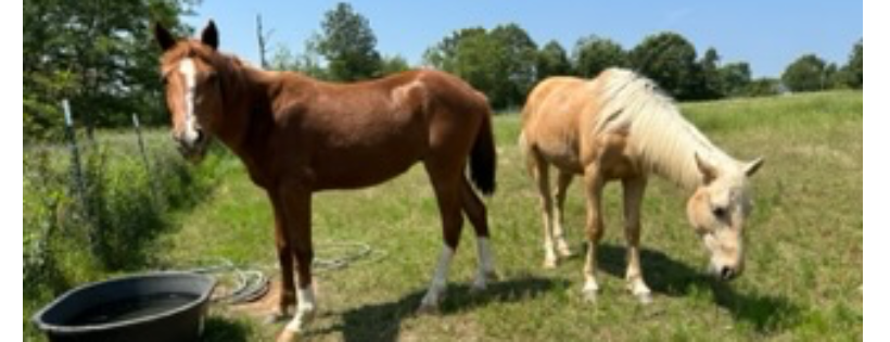 ReDux Equine Rescue Inc.