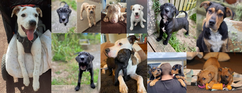 Best Dog Trust