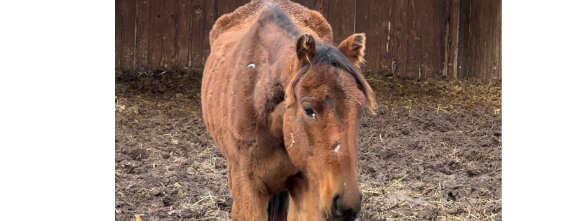 Riding 28 Horse Rescue