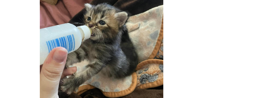 A Kitten Place