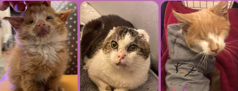Rescue Cats NI