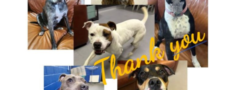 Happy Staffie Rescue
