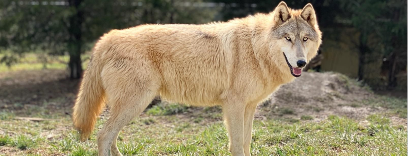 Wolf PAWS Inc.