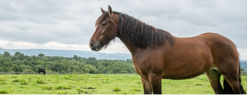 HorseWorld