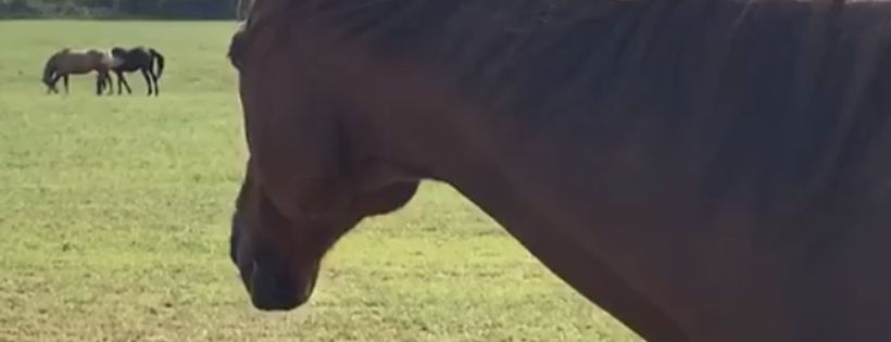 Unbridled Spirits Thoroughbred Retirement Ranch