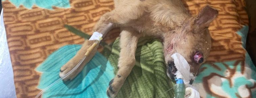 Animal welfare  and Care Services  charitable trust