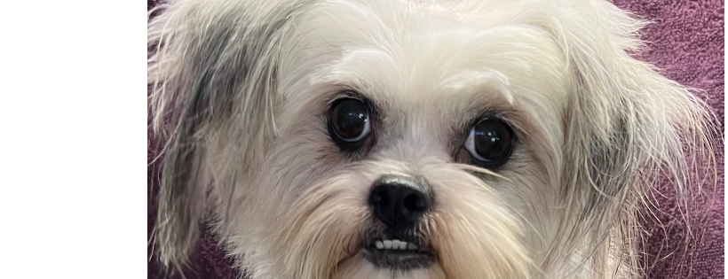 Crossed Paws Pet Rescue