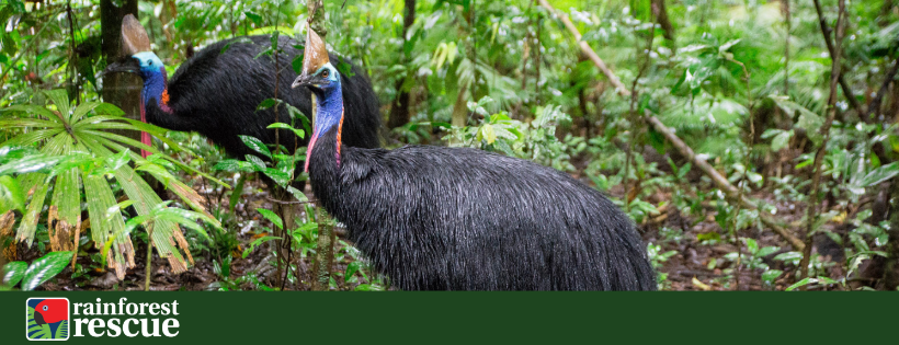 Rainforest Rescue