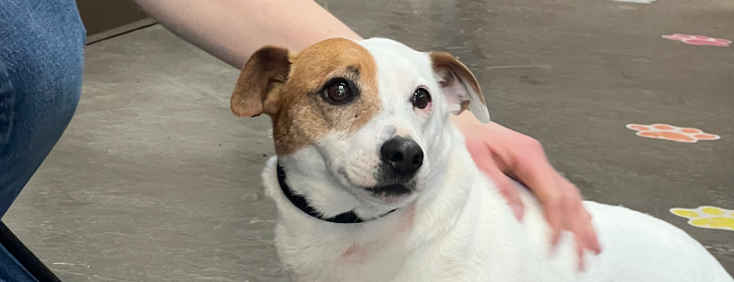 Snake River Animal Shelter