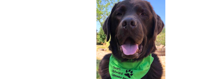 Team Edward Labrador Rescue