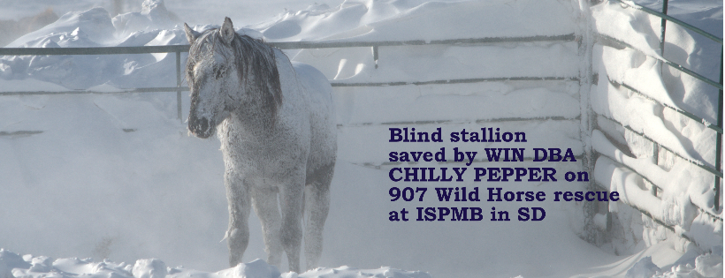 Wildhorses in Need