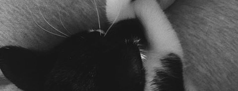 Lockyer Valley Cat Rescue Inc