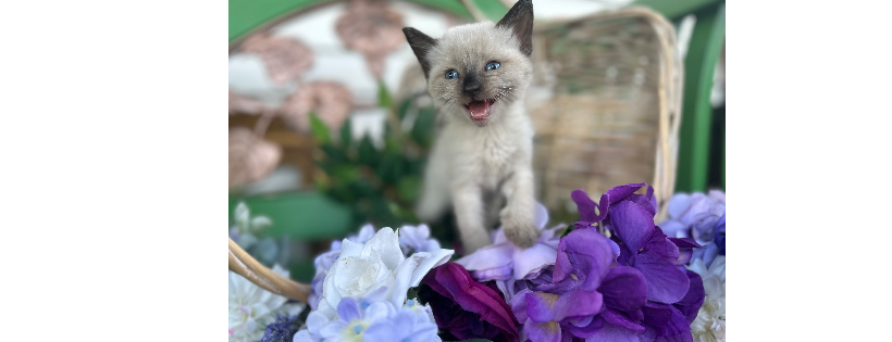 Rescue Warriors cat rescue