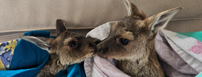 Chittering Wildlife Carers