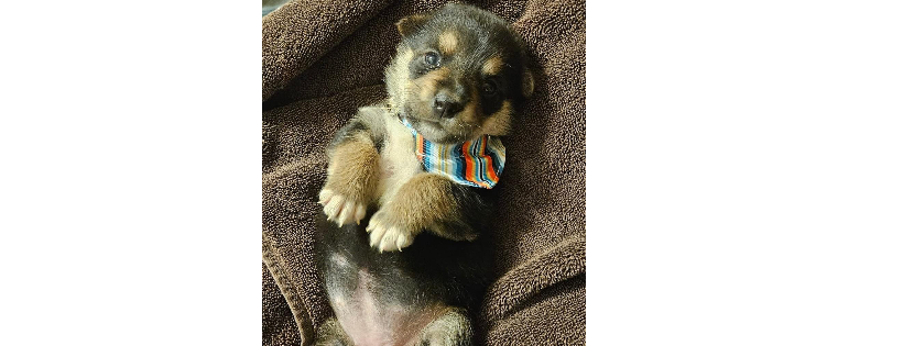 Freedom Tails Rescue
