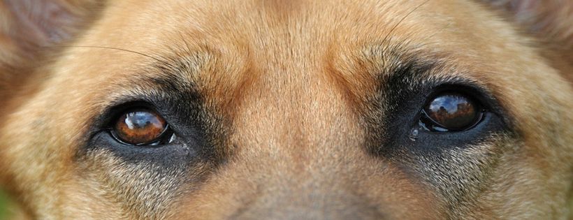 German Shepherd Rescue Elite