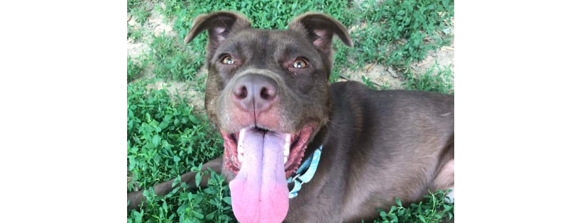 Tuff Dawgs Rescue