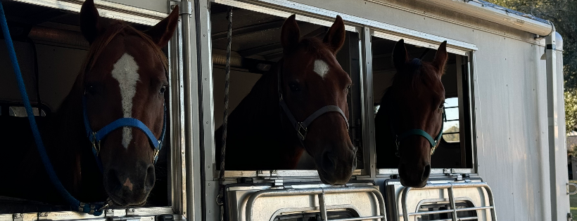 Texas Prison & Police Horse Rescue-501C3