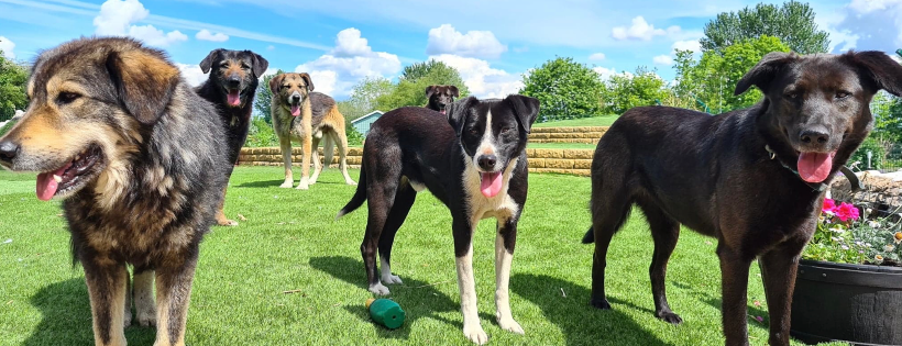 Dogs 4 Rescue CIC