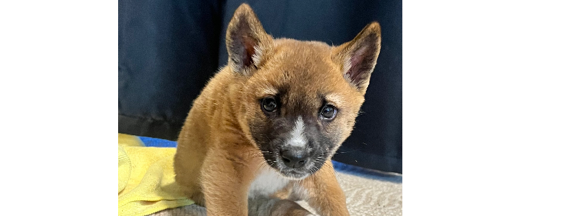 Highlands Dingo Rescue Ltd