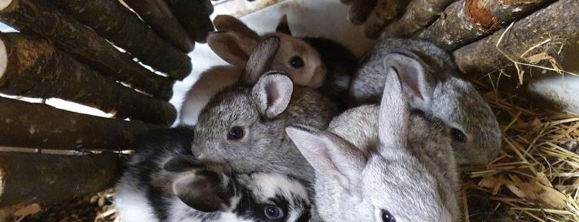 Warren Peace Bunny Sanctuary