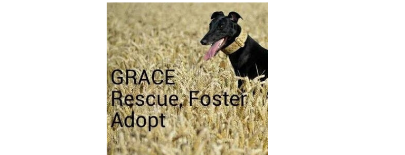 GRACE - Greyhound Rescue And Co-ordinated Emergencies