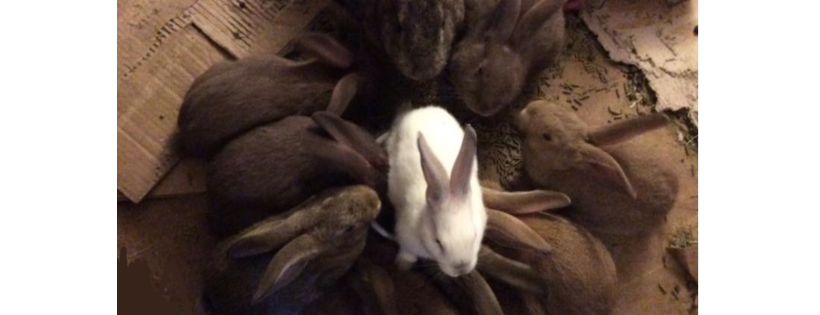 Rabbit Rescue Rangers