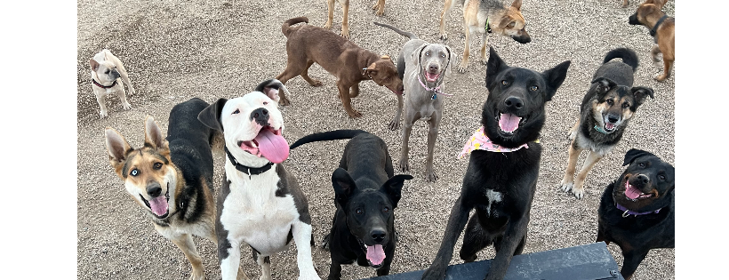 Your Love Unleashed Dog Rescue