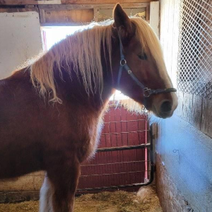 Rockin'T Equine Rescue and Sanctuary Logo
