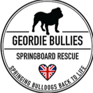 Geordie Bullies Springboard Rescue UK Logo