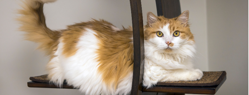 Homeward Bound Cat Adoptions Las Vegas NV