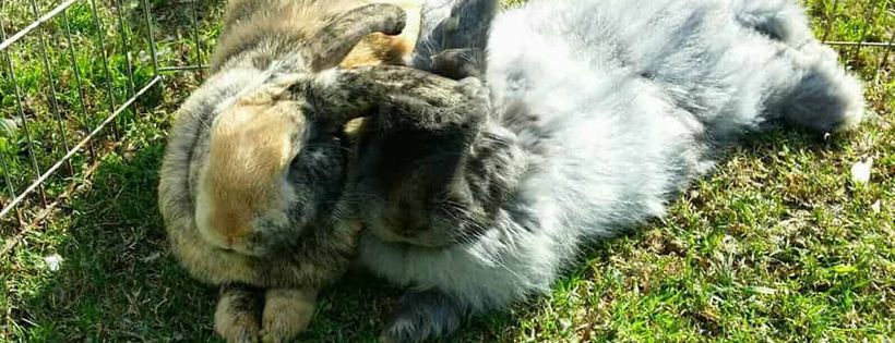 Freedom for Farmed Rabbits Inc