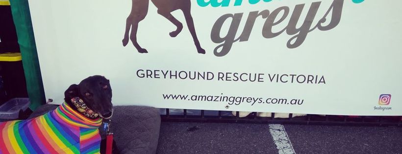 Amazing Greys