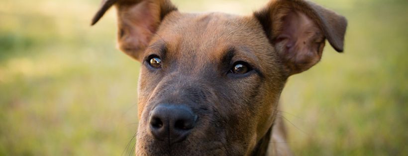Bunbury animal rescue and rehome care (BARRC)