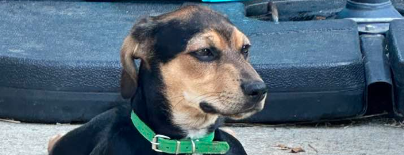 Tennessee Dachshund Rescue