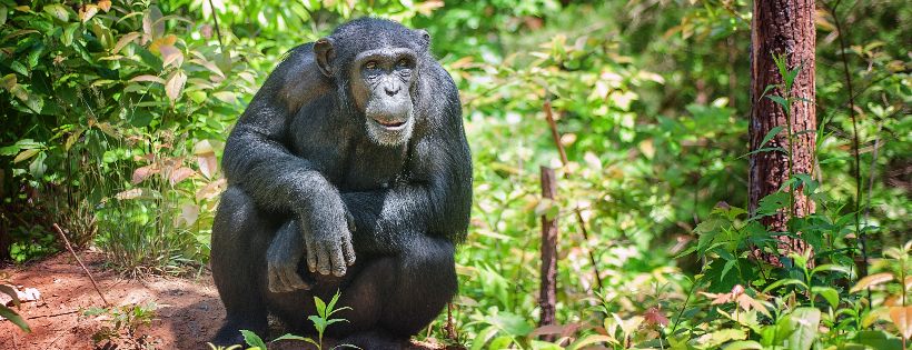 Project Chimps