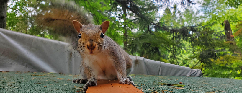 Acorn Acres Wildlife Rehabilitation