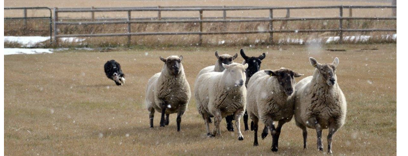 Alberta (AB) Herding Dog Rescue