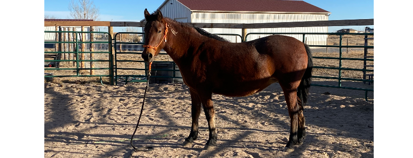 Legends & Legacies Wild Horse Ranch