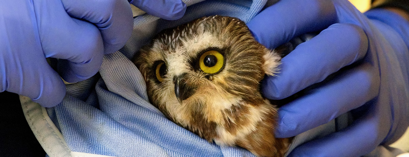 Wildlife Rescue Association of British Columbia