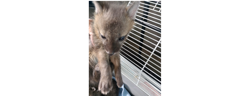 Coastal Carolina Wildlife Rehab