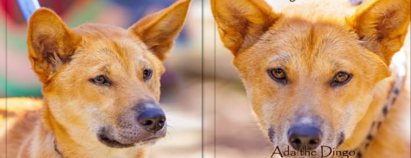 Perth Dingo Rescue Ltd.