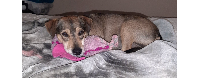 Critical Care for Animal Angels