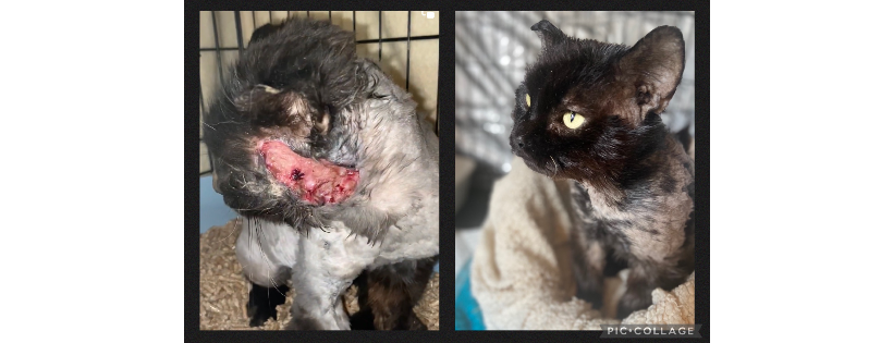catsrescue.co.uk