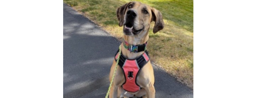 LOLA's Rescue