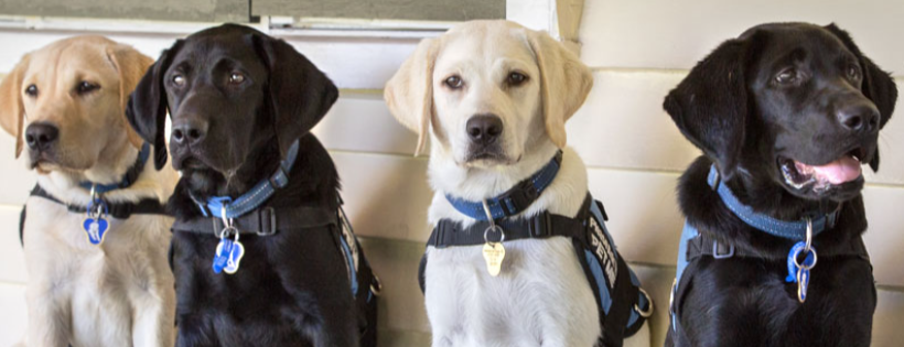 Assistance Dogs New Zealand Trust